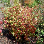 Viburnum x burkwoodii Mohawk early fall color
